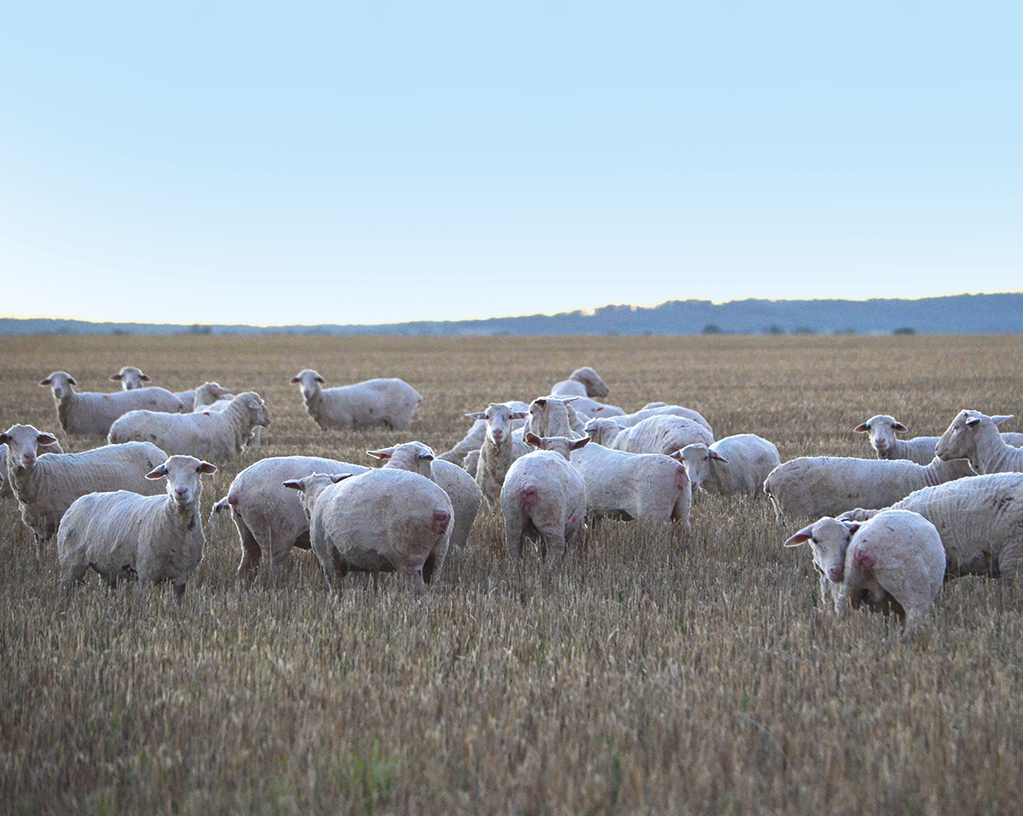 Shorn sheep-cropped